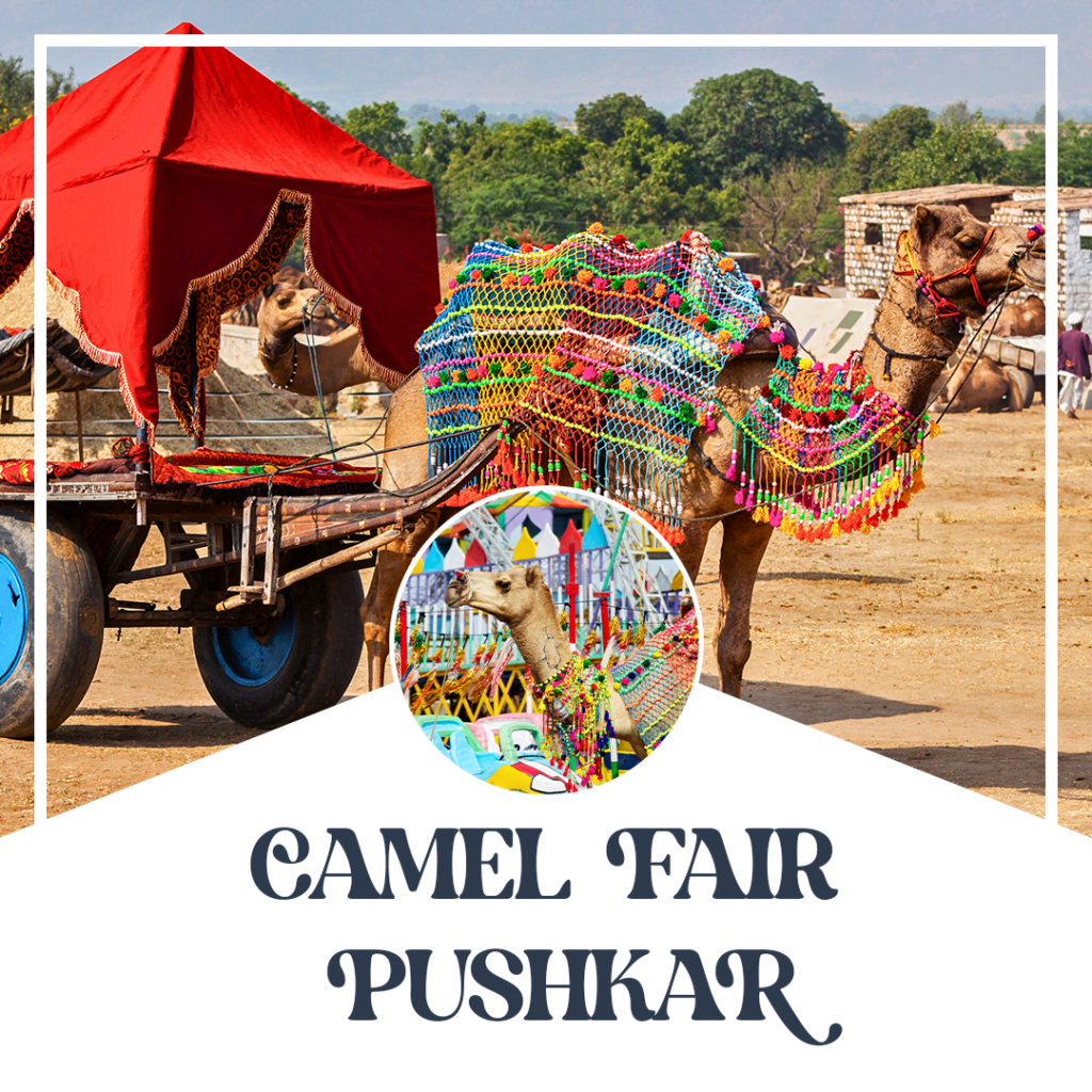 camel fair Pushkar